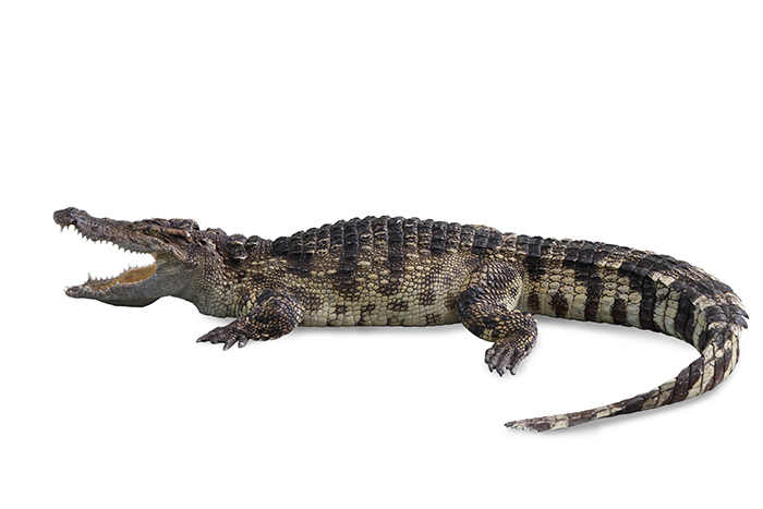 Amazing animals – compelling crocodiles
