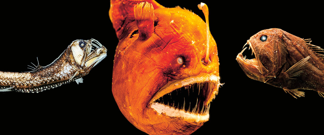 three deep sea fish with large teeth