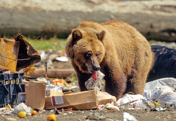 Grizzly Bear Charges At Guided Alaskan Tour in Harrowing Video - Men's  Journal