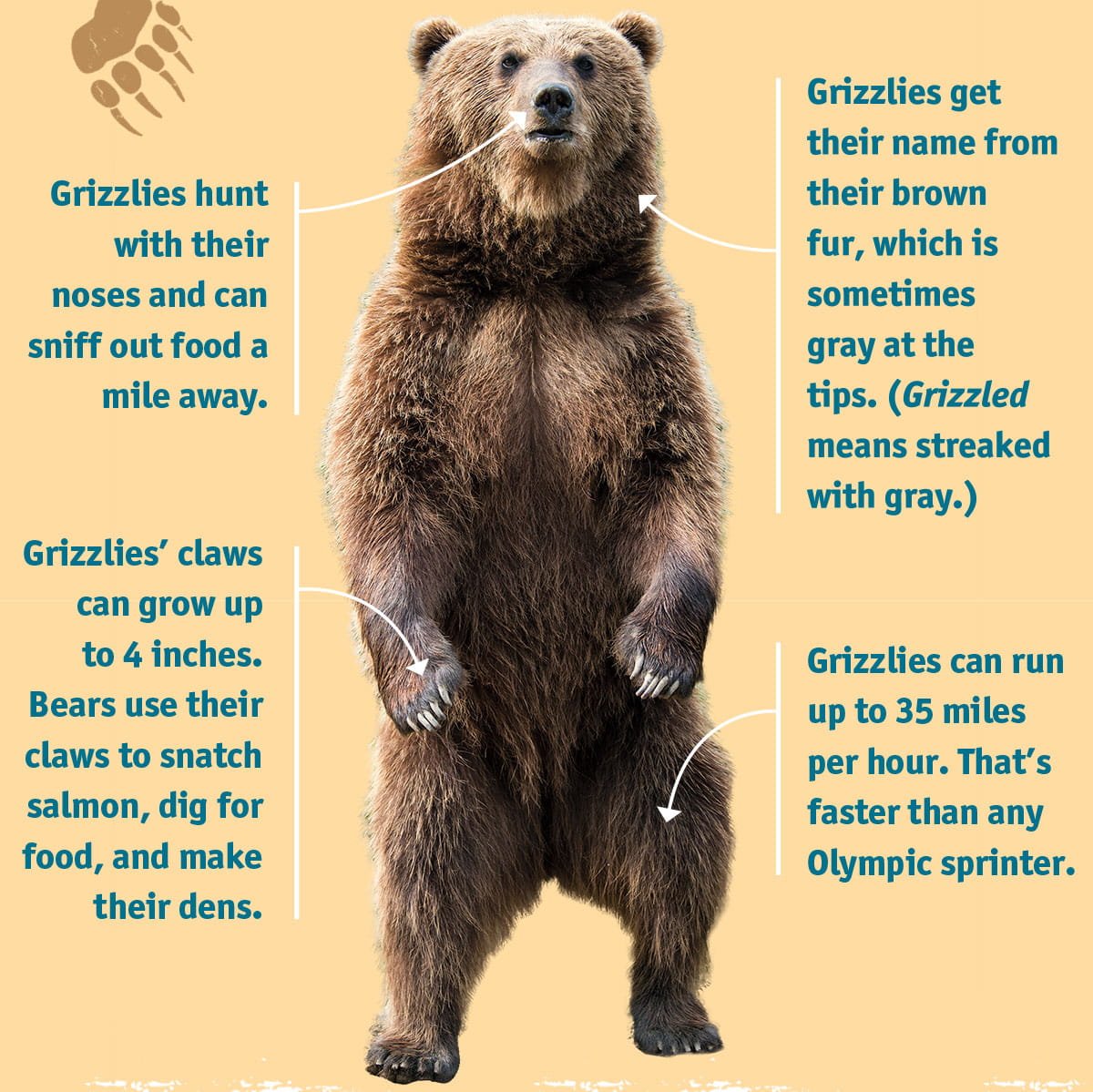 Wild bears do the twist to communicate through smelly footprints