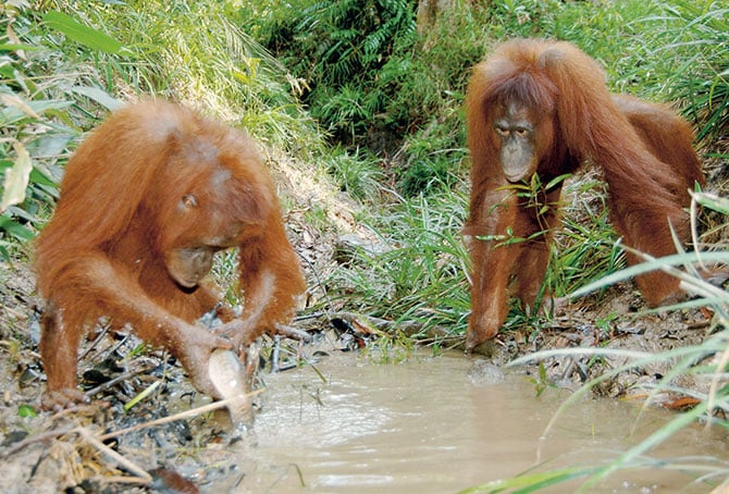 Helping baby orangutans stay in school: A Q&A with Cydney Sines