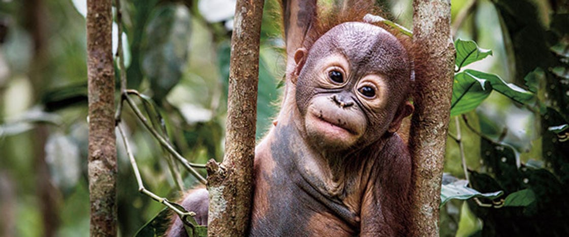 How to Save a Baby Orangutan