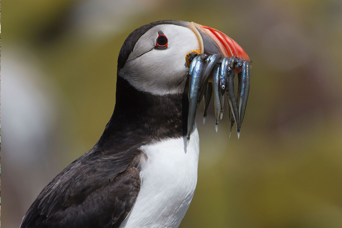 The Secret of This Puffin's Big Beak