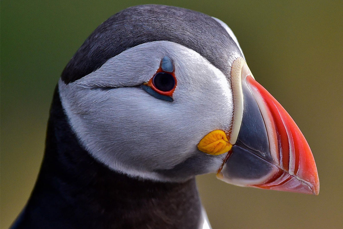 The Secret of This Puffin's Big Beak