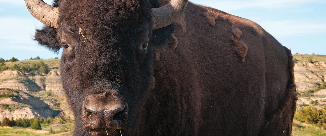 a large buffalo looking at the camera