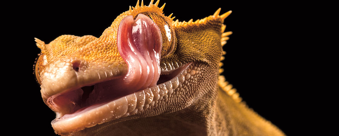 image of a gecko licking its eyeball