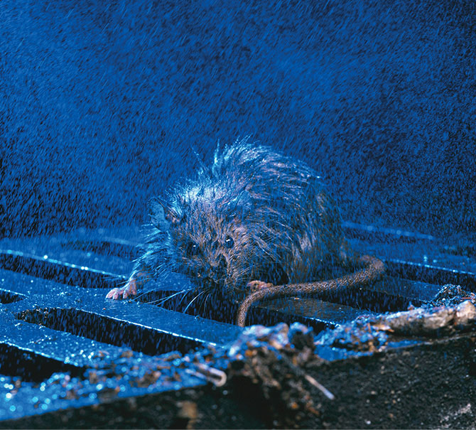 a rat trap killer Stock Photo - Alamy