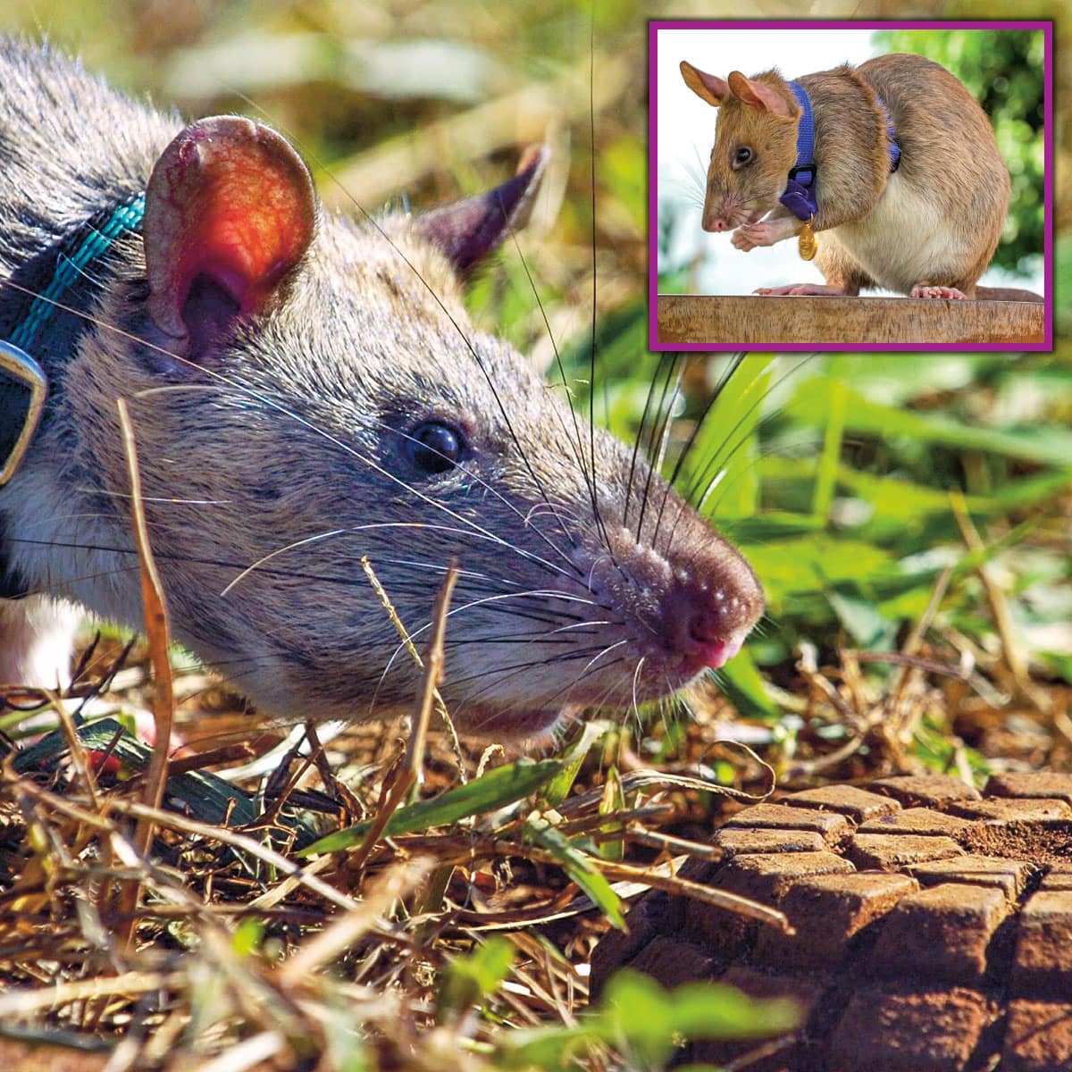 Living on Earth: Science Note: Rats Against Poachers