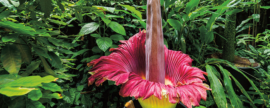 A large red flower with a long pistil