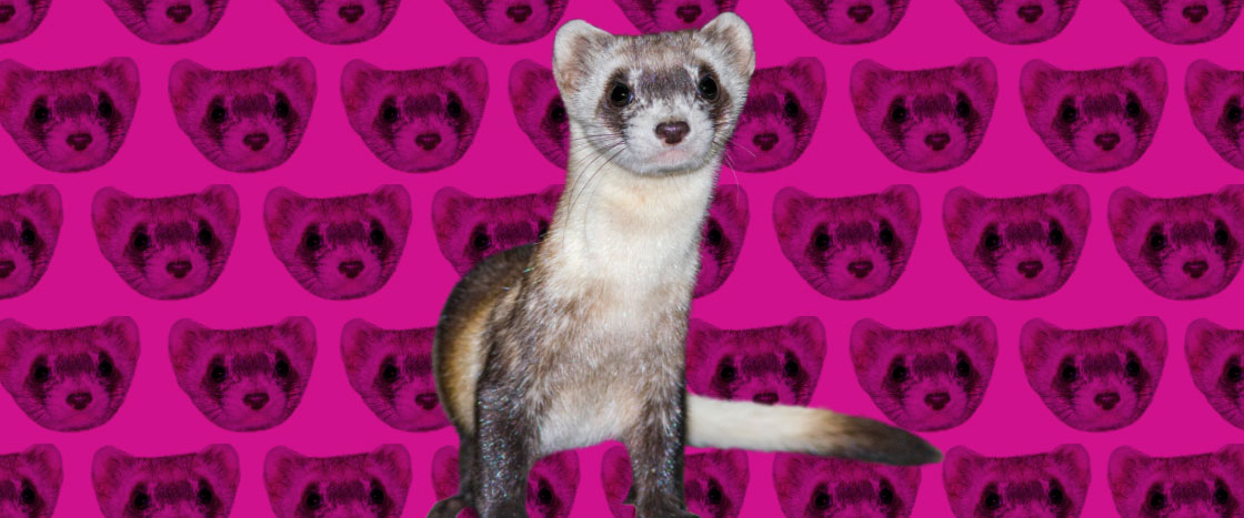 A cute furry ferret with a pink background behind it