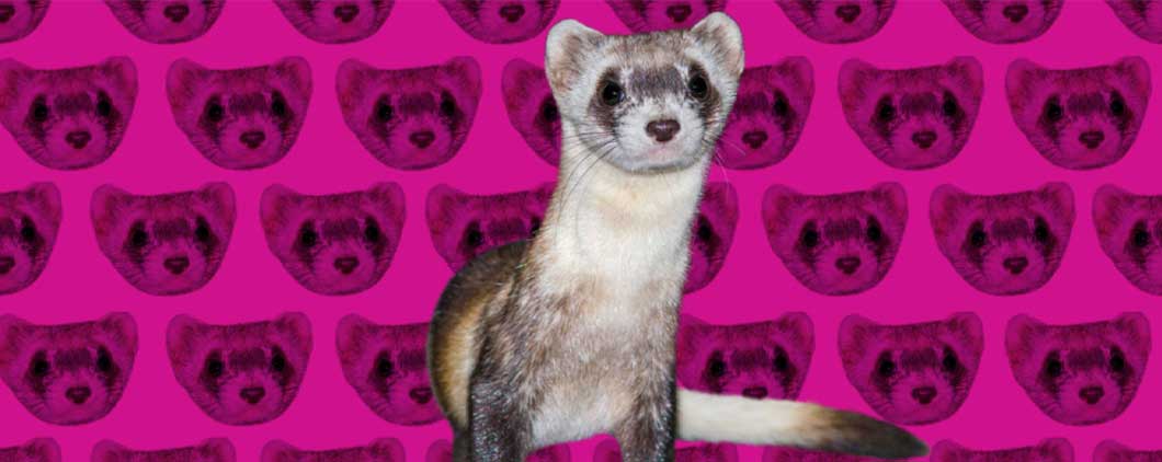 A cute furry ferret with a pink background behind it