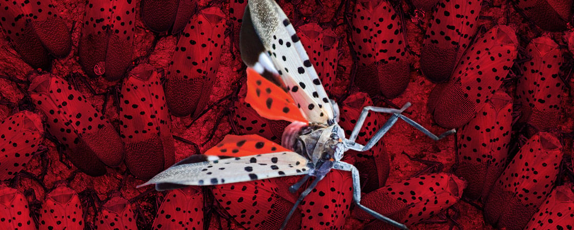 Illustration of a spotted lanternfly amongst a background of lanternflies