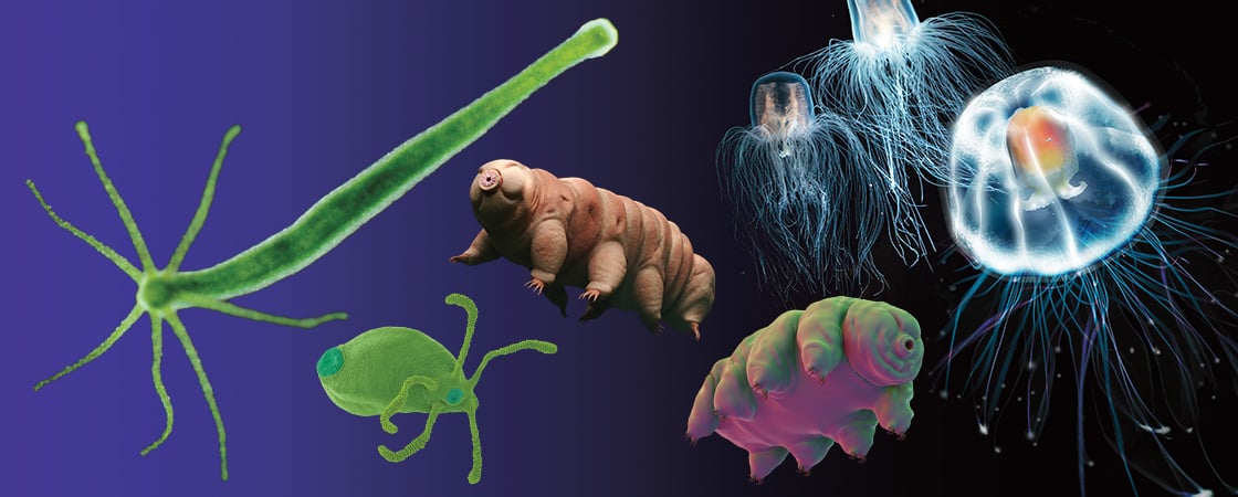 Image showing a variety of creatures