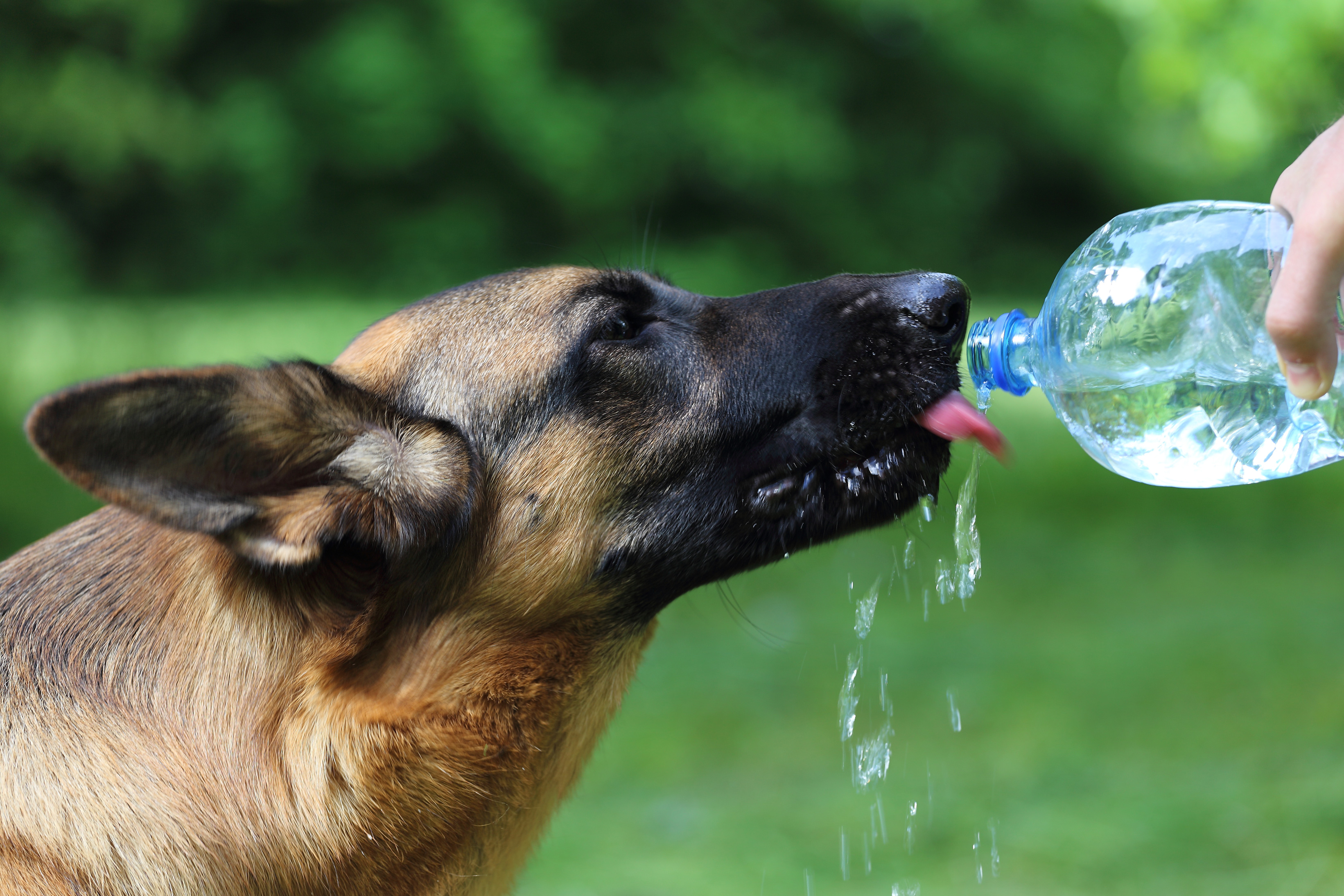 Как пьет собака замедленная. Собака пьет воду. Животные пьющие воду. Лето животные. Собака жара.