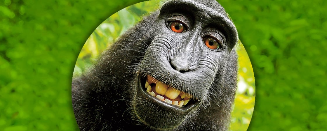 Monkey Selfie: Image Gallery (List View)