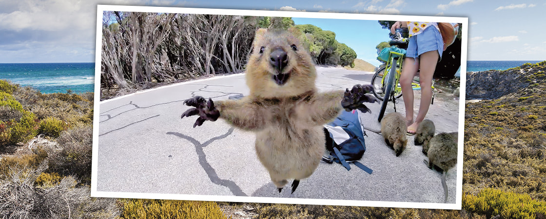 Image of a quokka appearing to reach for the camera