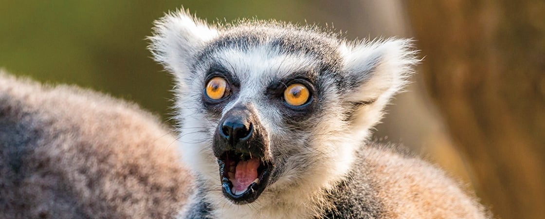 Photo of a surprised lemur