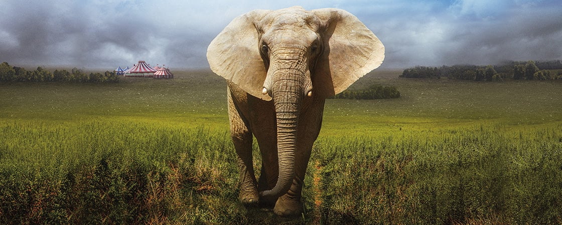 Image of an elephant 