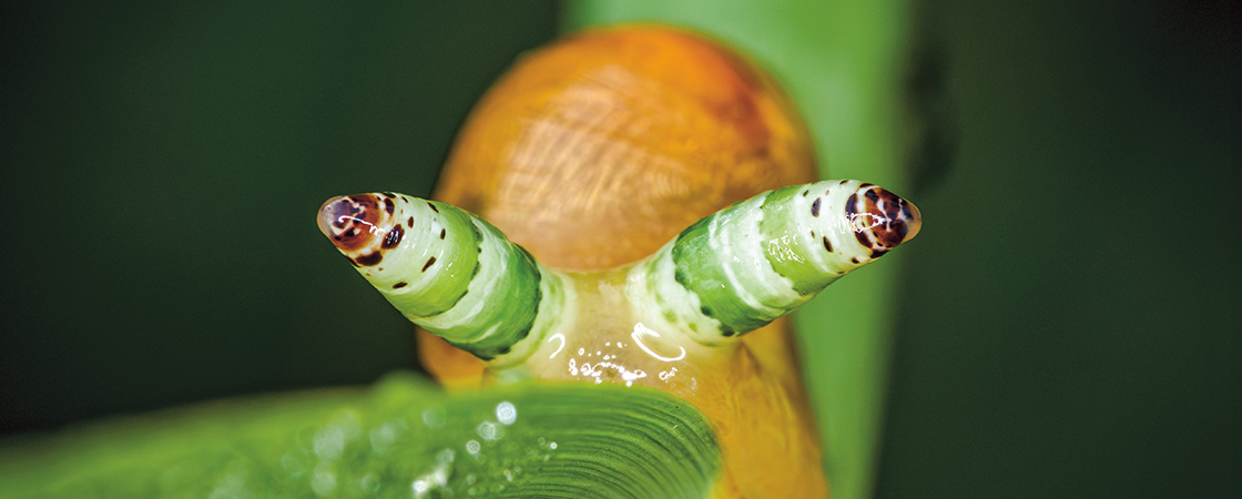 Image of a slug