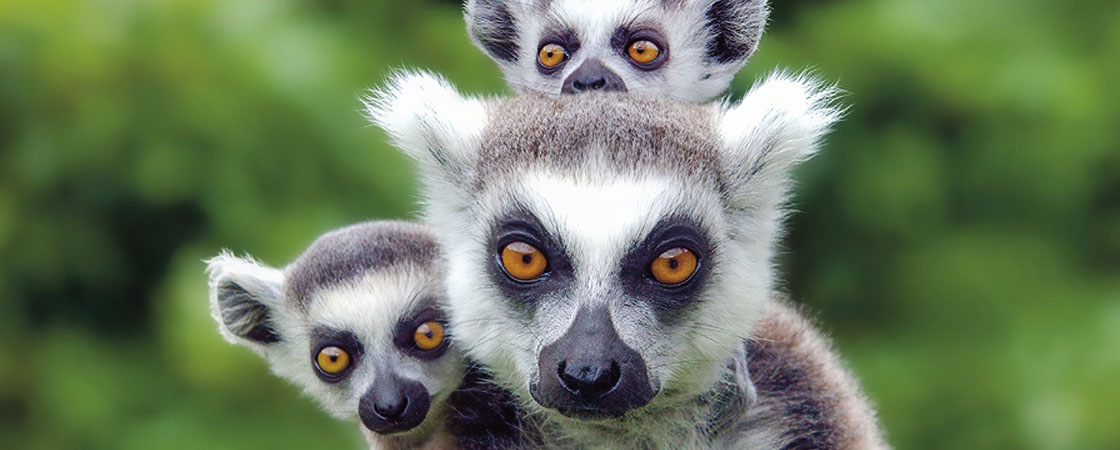 Ring-tailed lemur with two babies clinging to its back, all with distinctive orange eyes