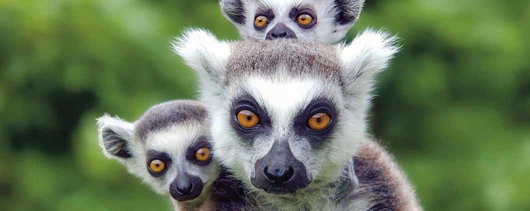 A ring-tailed lemur with two babies clinging to its back, all with distinctive orange eyes