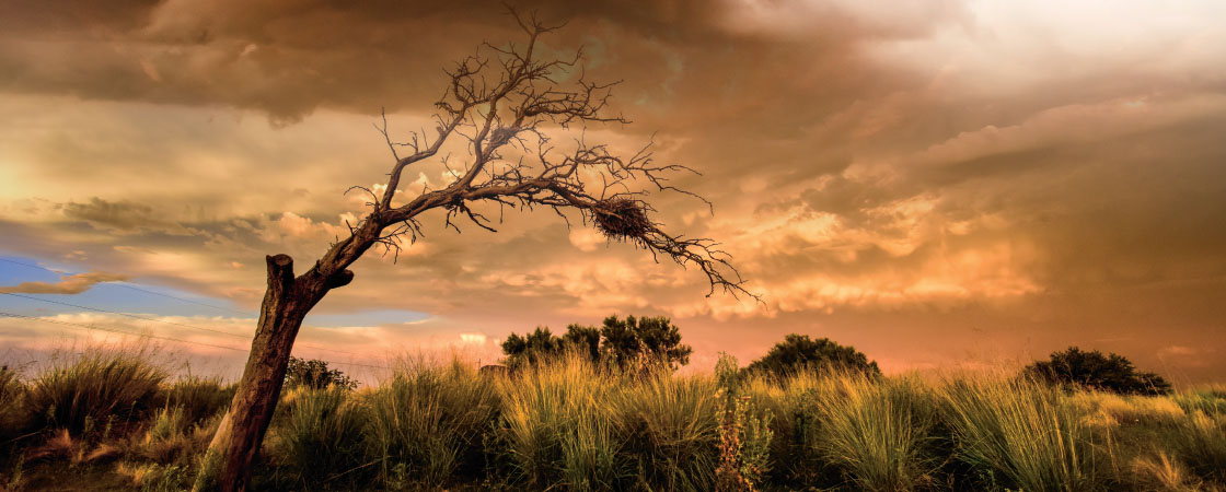 A bare, windswept tree leans over desert grassland beneath dramatic orange storm clouds