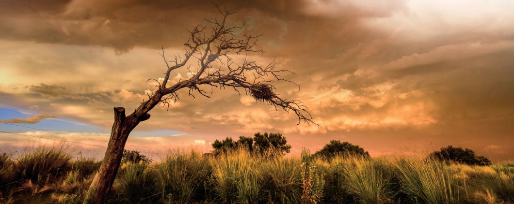 A bare, twisted tree stands against an orange-brown stormy sky with grassland below