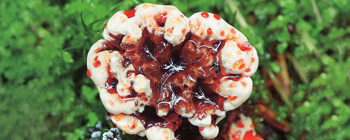 White and red fungus with glossy, bumpy surface against green foliage