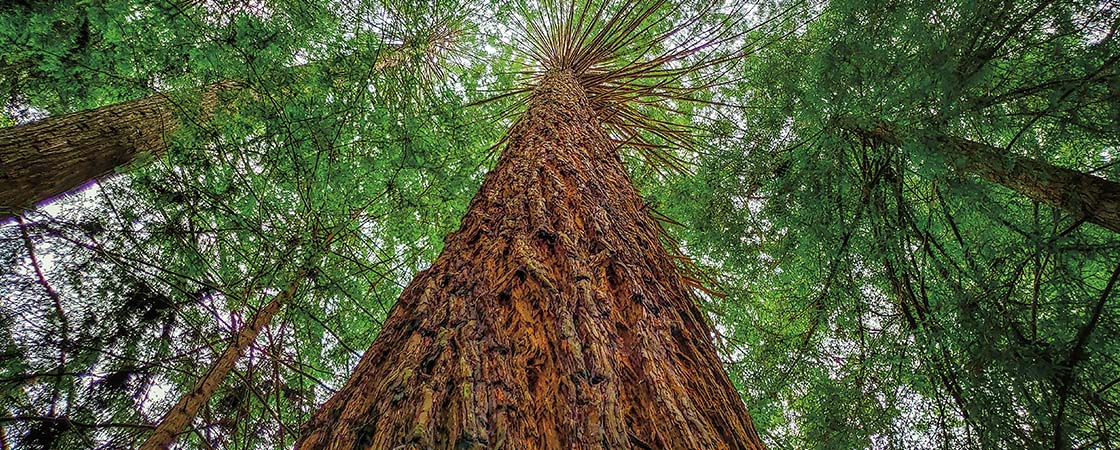 View looking up at a tall tree trunk with reddish-brown bark surrounded by green canopy