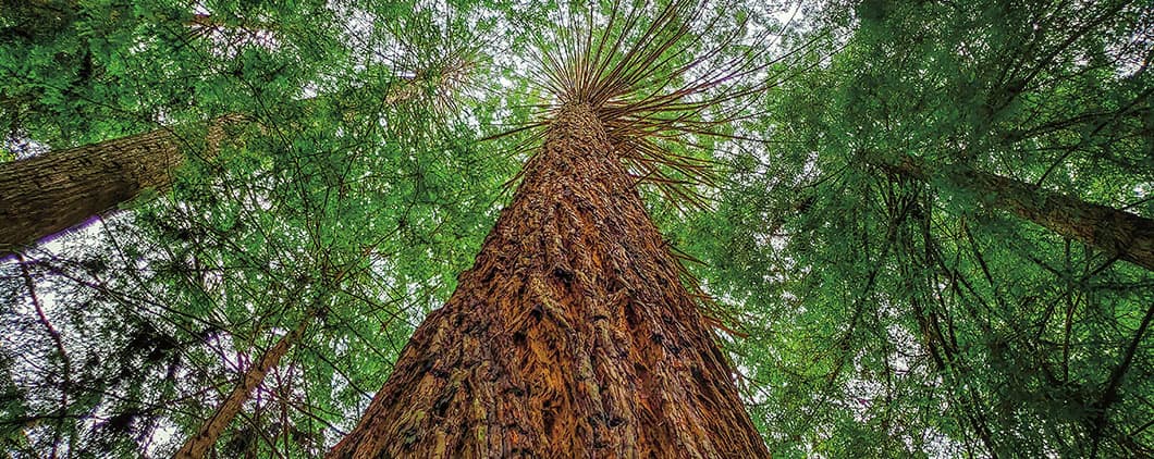 View looking up at a tall tree trunk surrounded by green forest canopy