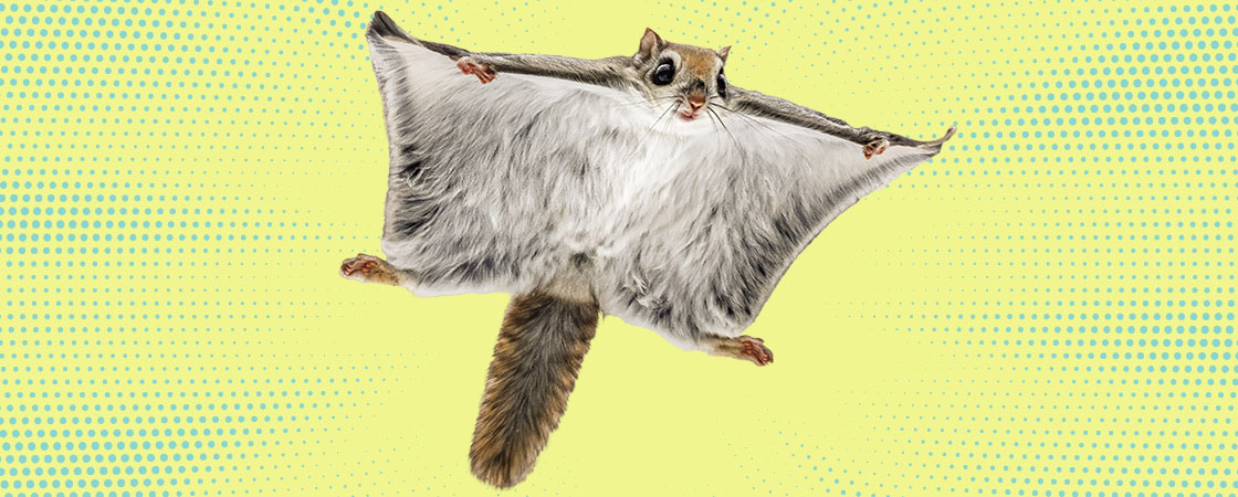 A flying squirrel glides with its membrane fully spread between its outstretched limbs