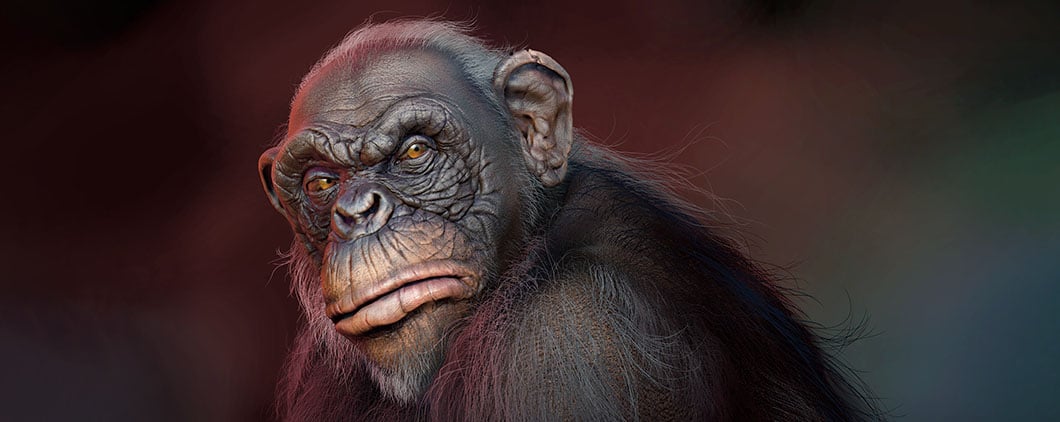 A close-up portrait of a chimpanzee with detailed facial features and dark fur