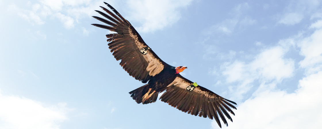 A tagged California condor soars with wings fully spread against a partly cloudy sky