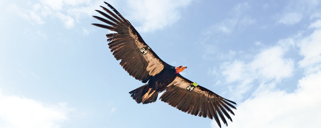 A tagged California condor soars with wings fully spread against a partly cloudy sky