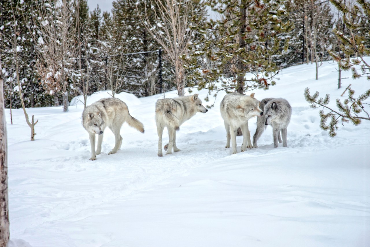 The First Wolf Pack: A Dog's Fable [Book]