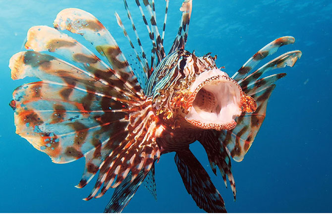 A colorful fish with its mouth open
