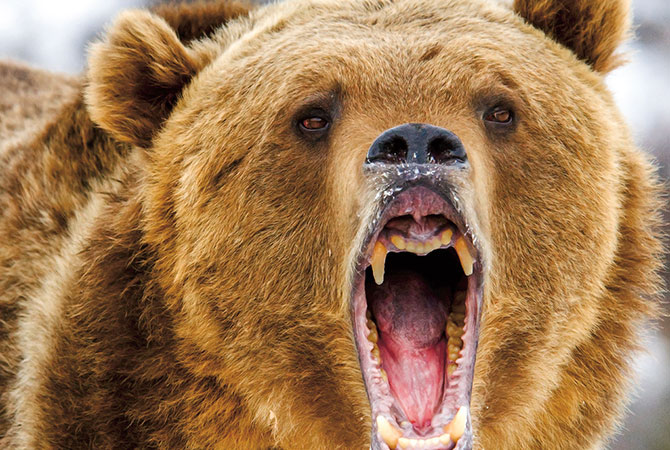 A brown bear growling