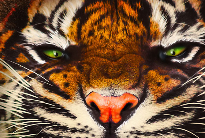 A close-up shot of a tiger&apos;s face